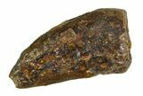 Bargain, Tyrannosaur (Nanotyrannus) Tooth - Montana #350750-1
